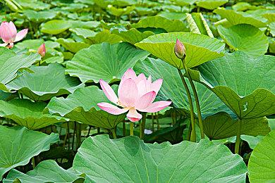 横尾太郎：《尼尔：机械纪元》和所有东西都受到《新世纪福音战士》影响